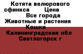 Котята велюрового сфинкса. .. › Цена ­ 15 000 - Все города Животные и растения » Кошки   . Калининградская обл.,Светлогорск г.
